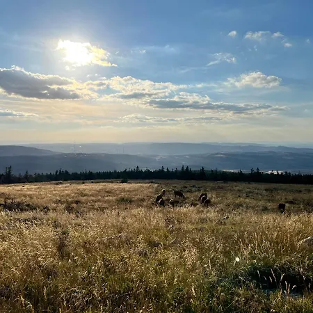 Traumfewo Grueneseck In Innenstadt Mit Wald Von Harztraveler ヴェルニゲローデ