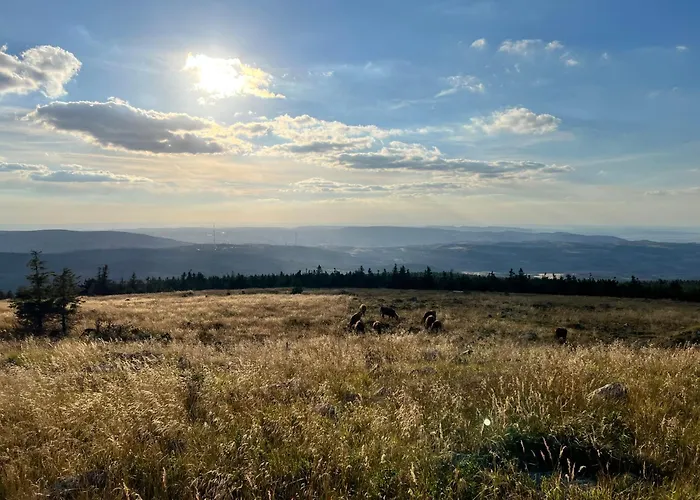Traumfewo Grüneseck In Innenstadt Mit Wald Von Harztraveler Wernigerode
